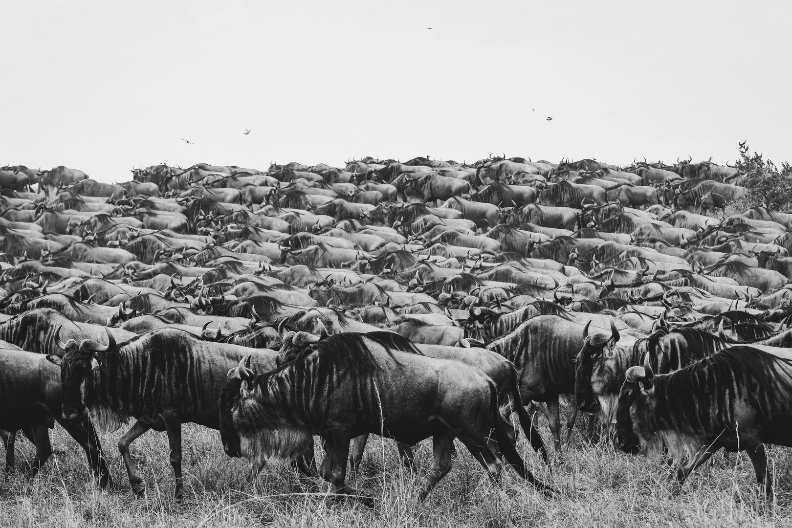 Serengeti National Park
